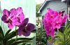 ВАНДА (VANDA Pachara Delight ,Pink) 